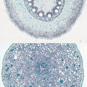 Monocot and Dicot Roots Slide