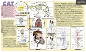 Cat Dissection Placemat