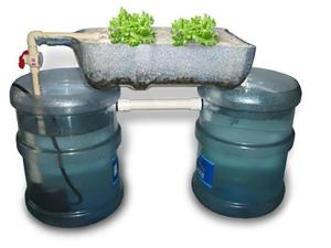 Aquaponic System