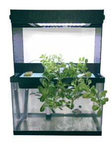 Aquaponic System