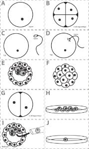 Science Take-Out® Stem Cells