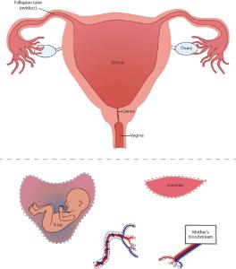 Science Take-Out® Life Support For A Developing Baby