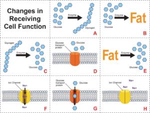 Science Take-Out® Cell Communication