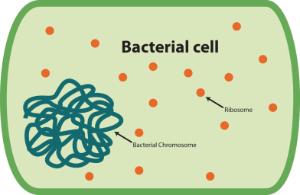 Science Take-Out® Genetic Engineering: Way To Grow