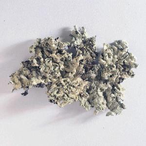 Ward's® Lichen Types