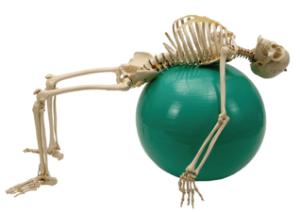 Rudiger® Physiology Skeleton