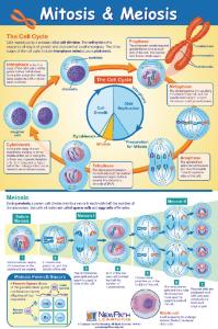 Curriculum Mastery Posters