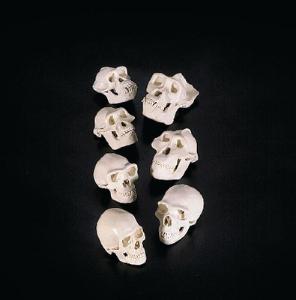 Homonid/Great Ape Skull Replica Series