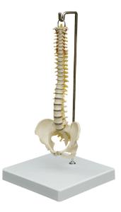 Rudiger® Mini Spine