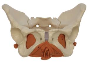 Rudiger® Pelvic Floor Muscles And Flexible Pelvis