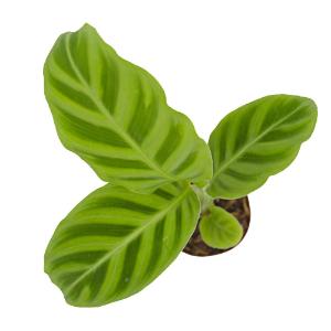 Calathea