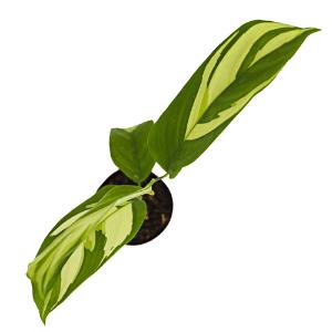 Calathea