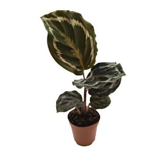 Calathea