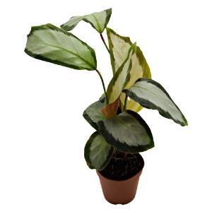 Calathea