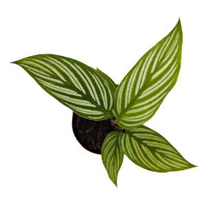 Calathea