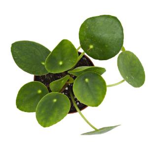 Chinese money plant