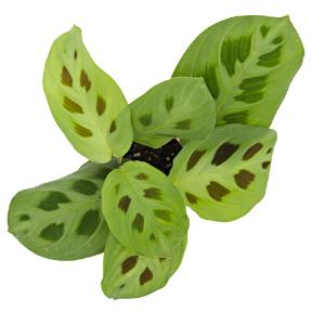 Maranta