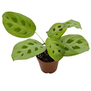 Maranta