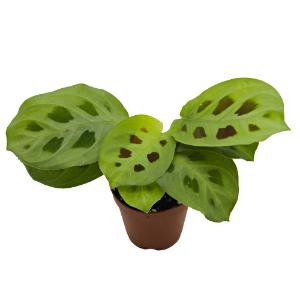 Maranta