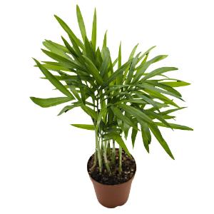 Neanthe bella palm