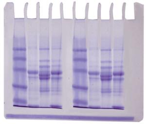 Diversity of Fish Proteins