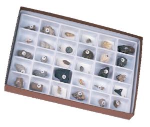 Advanced Fossil Collection