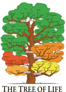 Ward's® Tree Of Life Chart