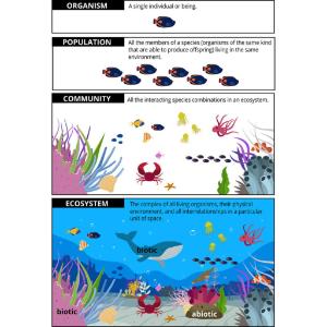 Pictorial depiction of ecosystem dynamics