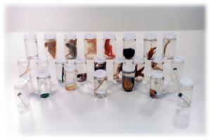 Specimen Survey Set