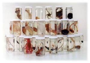 Specimen Survey Set