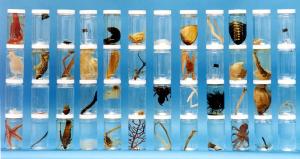 Specimen Survey Set