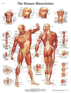 3B Scientific® Anatomical Chart: Muscular System