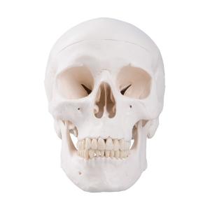 Classic Human Skull