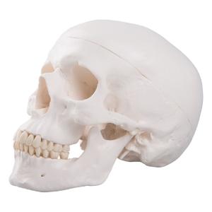 Classic Human Skull