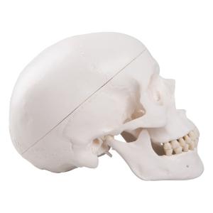 Classic Human Skull