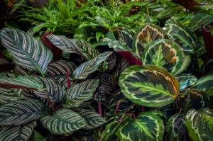 Calathea