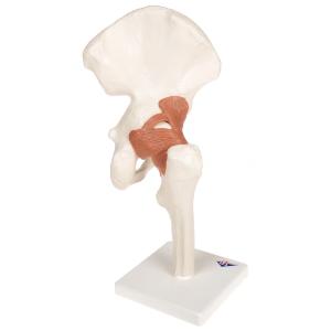 Functional Hip Joint