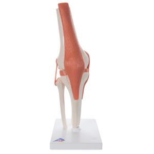 Functional Knee Joint