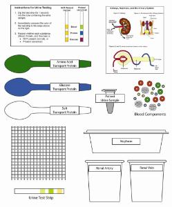 Science Take-Out® A Kidney Problem