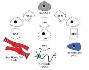 Science Take-Out® Stem Cells