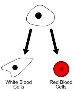 Science Take-Out® Stem Cells