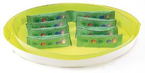 Model kit chloroplasts