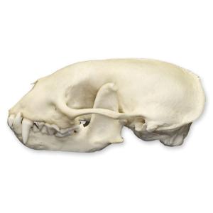 Natural Bone Striped Skunk Skull