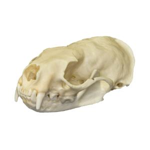 Natural Bone American Mink Skull