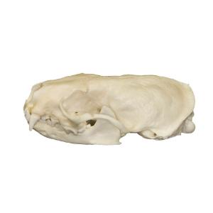 Natural Bone American Mink Skull