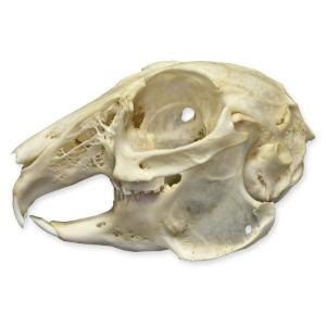 Natural Bone Cottontail Rabbit Skull