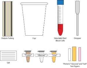 Science Take-Out® Kidney Dialysis