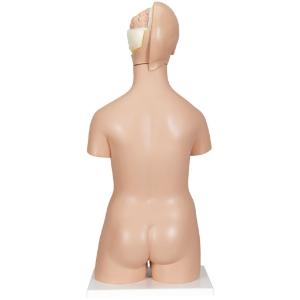 Deluxe Dual-Sex Torso