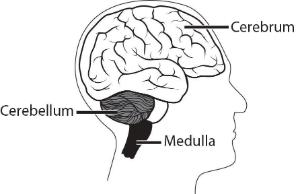 Science Take-Out® Brains Under The Influence