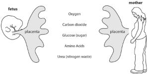 Science Take-Out® Life Support For A Developing Baby